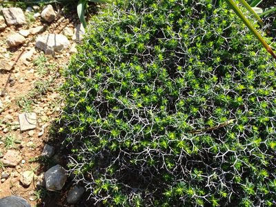 Euphorbia acanthothamnos, photographed by Grzegorz Grzejszczak