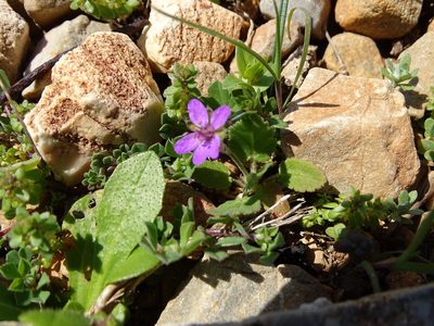 Erodium malacoides, photographed by Grzegorz Grzejszczak