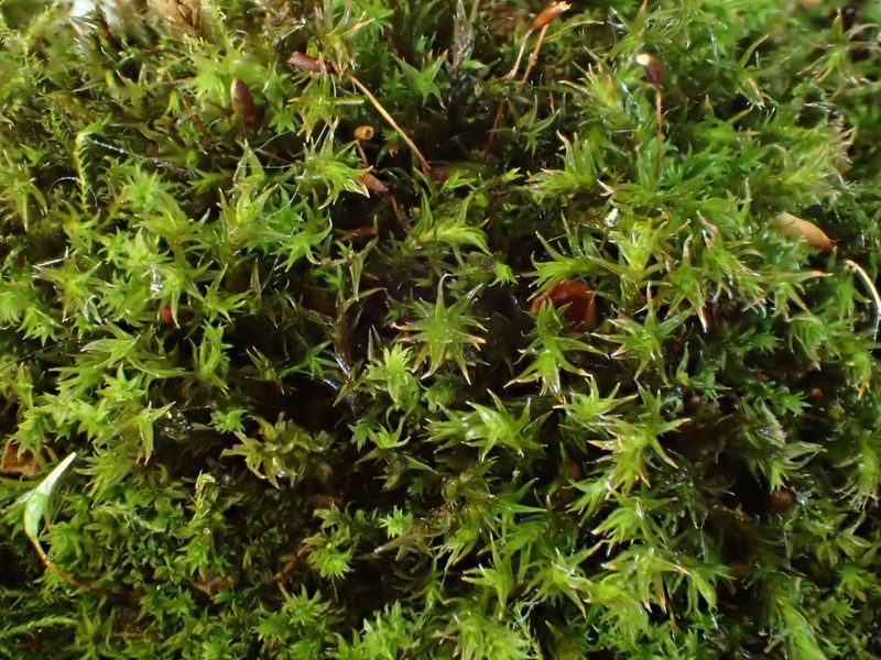 Schistidium crassipilum, photographed by George Greiff