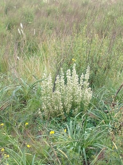 Baccharis coridifolia, photographed by Claudia Gil