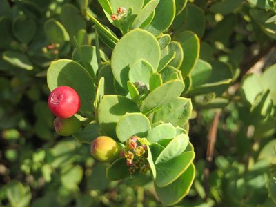 Osyris compressa, photographed by sharndreheuvel