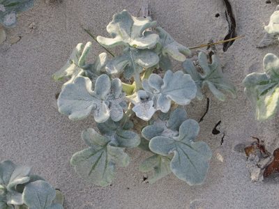 Arctotheca populifolia, photographed by sharndreheuvel