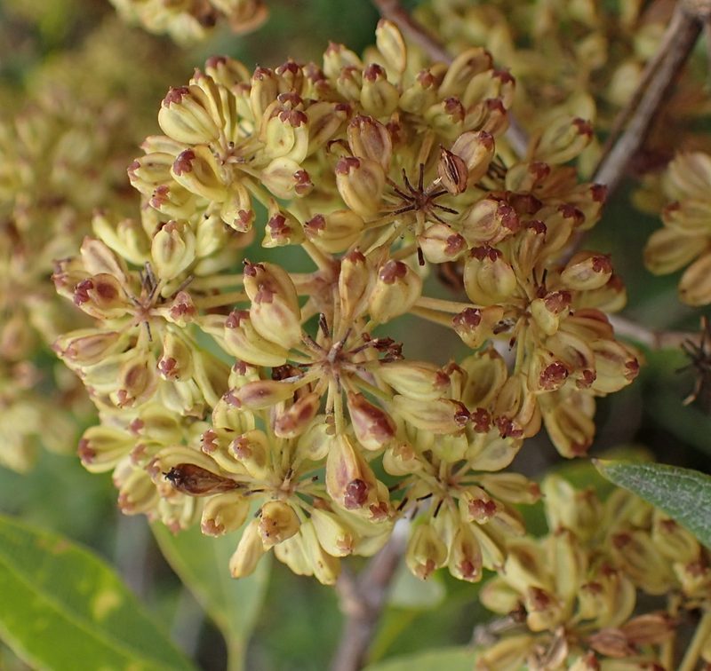 Heteromorpha arborescens, photographed by Nicola van Berkel
