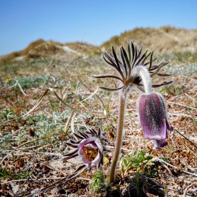 Pulsatilla pratensis, photographed by Margit Kildevang