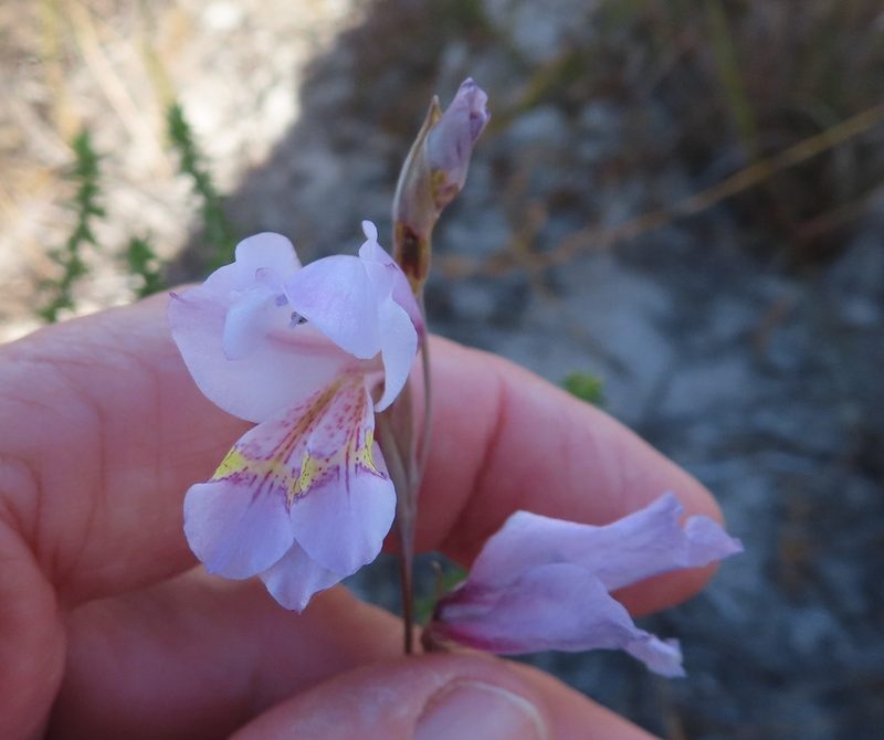 Gladiolus martleyi, photographed by linkie