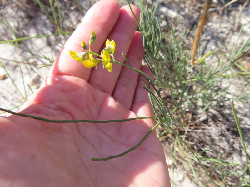 Lebeckia contaminata, photographed by linkie