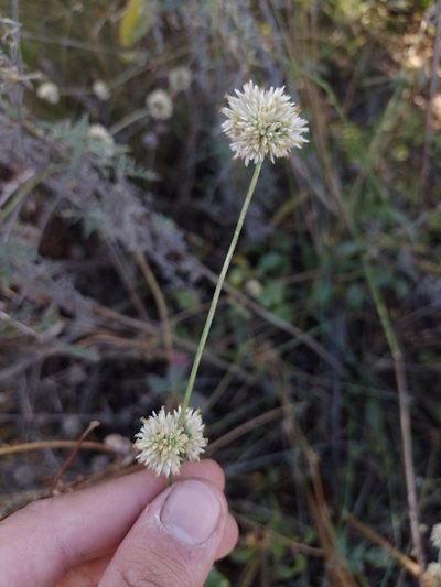 Gomphrena perennis, photographed by Tomás Carranza Perales