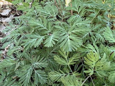 Dicentra canadensis, photographed by Tyler Jean