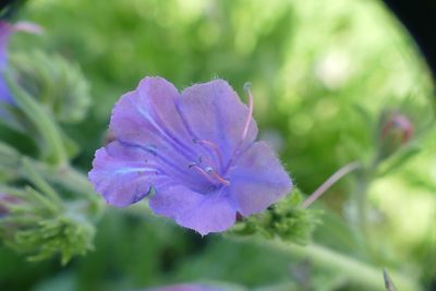 Echium plantagineum, photographed by Sara Navarro
