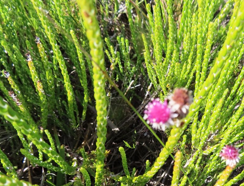 Lachnospermum imbricatum, photographed by linkie