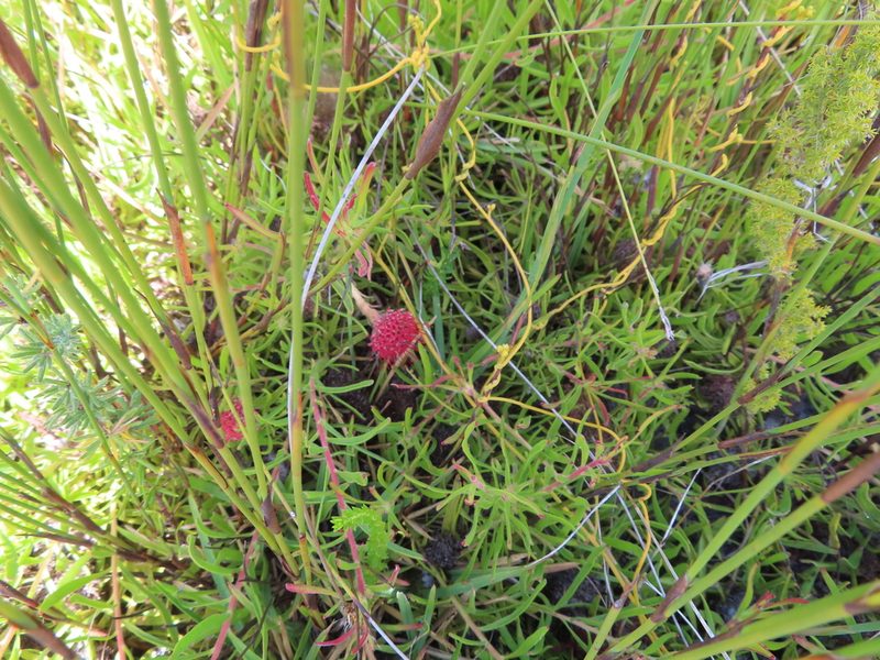 Leucospermum pedunculatum, photographed by linkie
