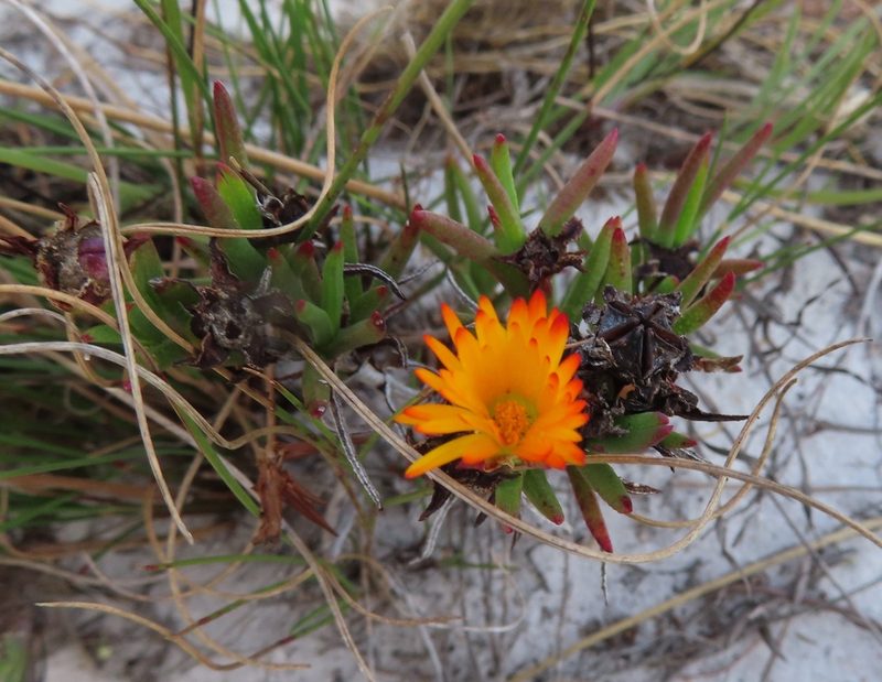 Lampranthus bicolor, photographed by linkie