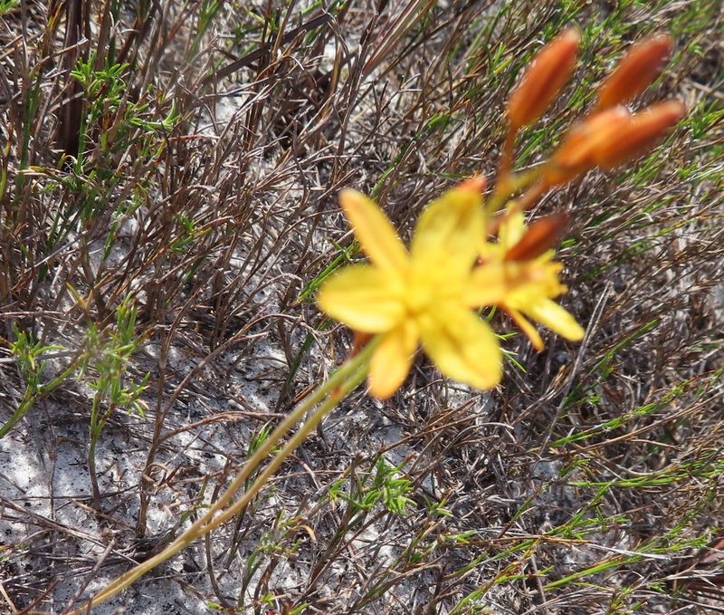 Bulbine favosa, photographed by linkie