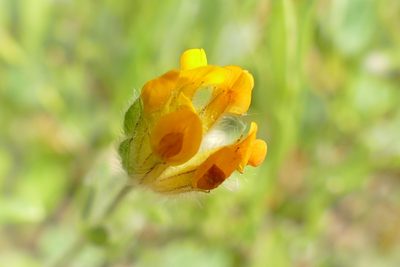 Anthyllis lotoides, photographed by Sara Navarro
