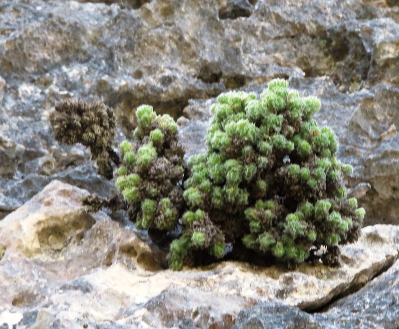 Erica occulta, photographed by linkie