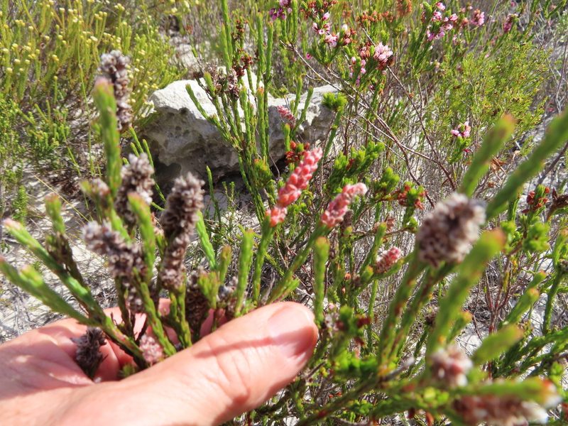 Spatalla squamata, photographed by linkie