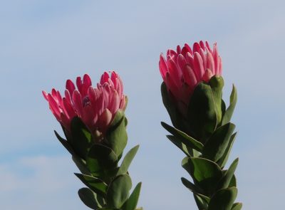 Protea compacta, photographed by linkie