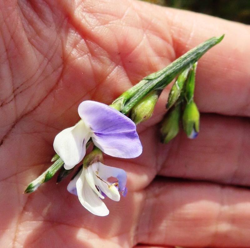 Psoralea pullata, photographed by linkie