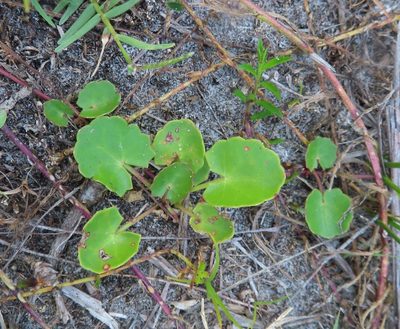 Centella asiatica, photographed by linkie