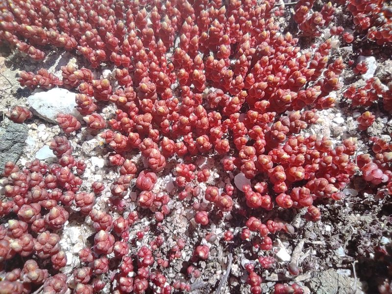 Sedum andegavense, photographed by Sara Navarro