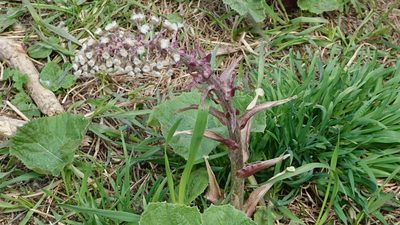 Petasites hybridus, photographed by engagenosey