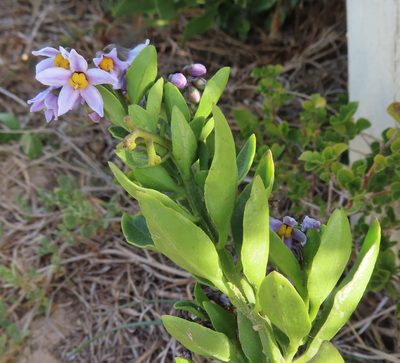 Solanum africanum, photographed by linkie