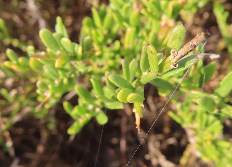 Muraltia spinosa, photographed by linkie