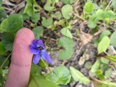 Viola odorata, photographed by engagenosey