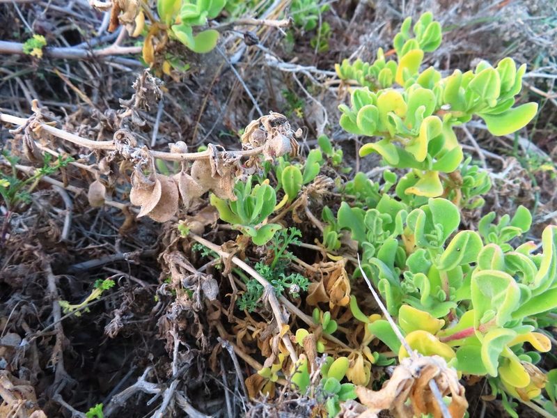 Tetragonia decumbens, photographed by linkie