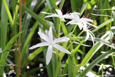 Crinum americanum