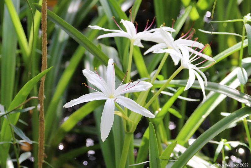Crinum americanum, photographed by Arthur Windsor