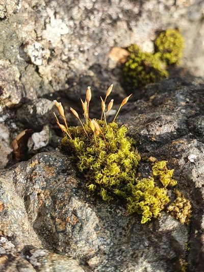 Ptychomitrium polyphyllum, photographed by Jonathan Hughes
