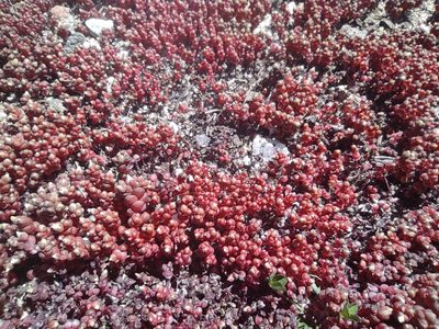 Sedum andegavense, photographed by Sara Navarro