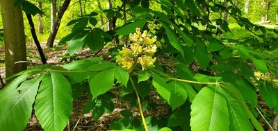 Aesculus flava
