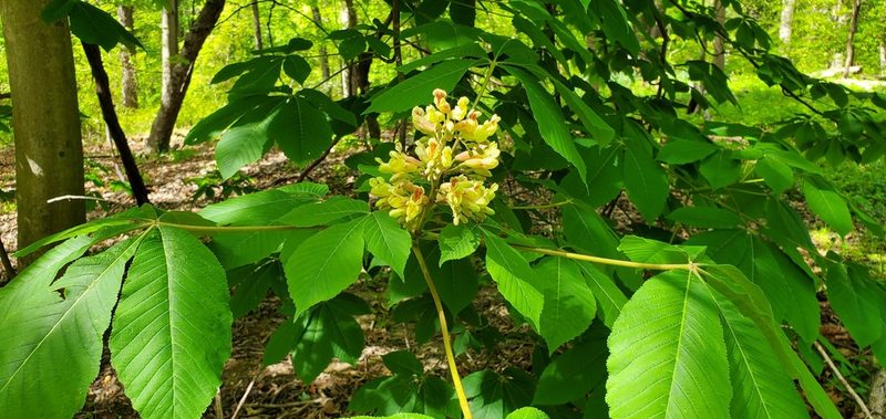 Aesculus flava, photographed by Steve Young