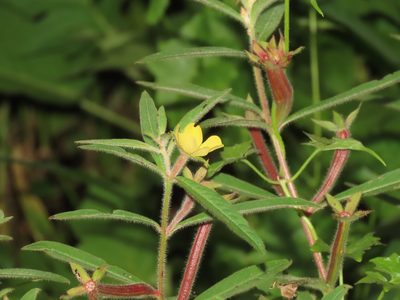 Ludwigia octovalvis, photographed by chiuluan