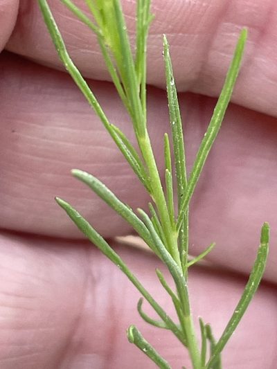 Oenothera linifolia, photographed by Becky Dill