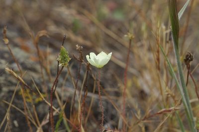 Platystemon californicus
