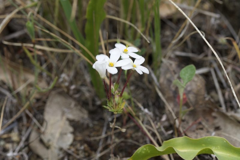 Leptosiphon androsaceus, photographed by Arvel Hernandez