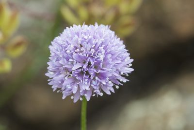 Gilia capitata, photographed by Arvel Hernandez