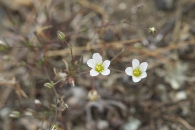 Sabulina douglasii, photographed by Arvel Hernandez
