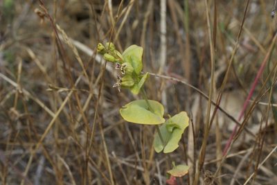 Streptanthus anomalus, photographed by Arvel Hernandez