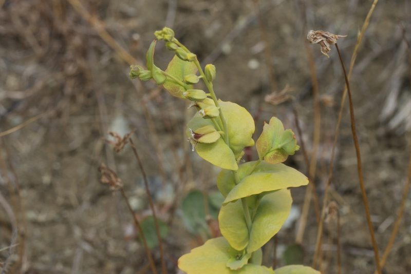 Streptanthus anomalus, photographed by Arvel Hernandez