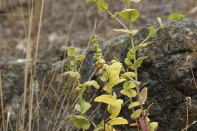 Streptanthus anomalus, photographed by Arvel Hernandez