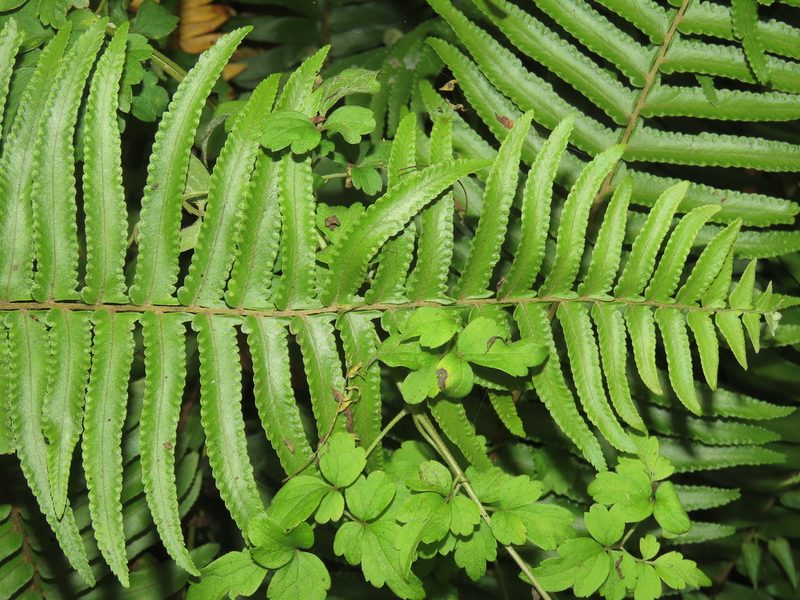 Nephrolepis brownii, photographed by chiuluan