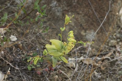 Streptanthus anomalus, photographed by Arvel Hernandez
