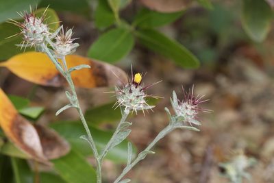Centaurea melitensis, photographed by Arvel Hernandez