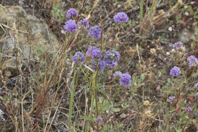 Gilia capitata, photographed by Arvel Hernandez
