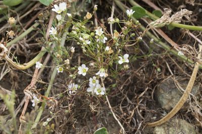Sabulina douglasii, photographed by Arvel Hernandez