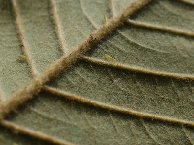 Ficus drupacea, photographed by Dinesh Valke